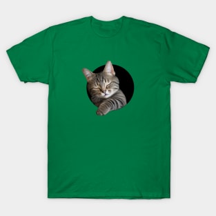 Cute sleeping kitten (too cute!) T-Shirt